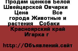 Продам щенков Белой Швейцарской Овчарки  › Цена ­ 20 000 - Все города Животные и растения » Собаки   . Красноярский край,Игарка г.